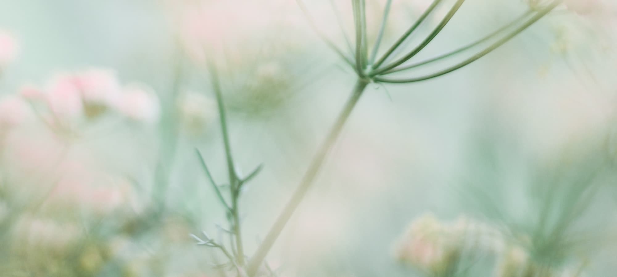 Zarte Blüten in Pastelltönen