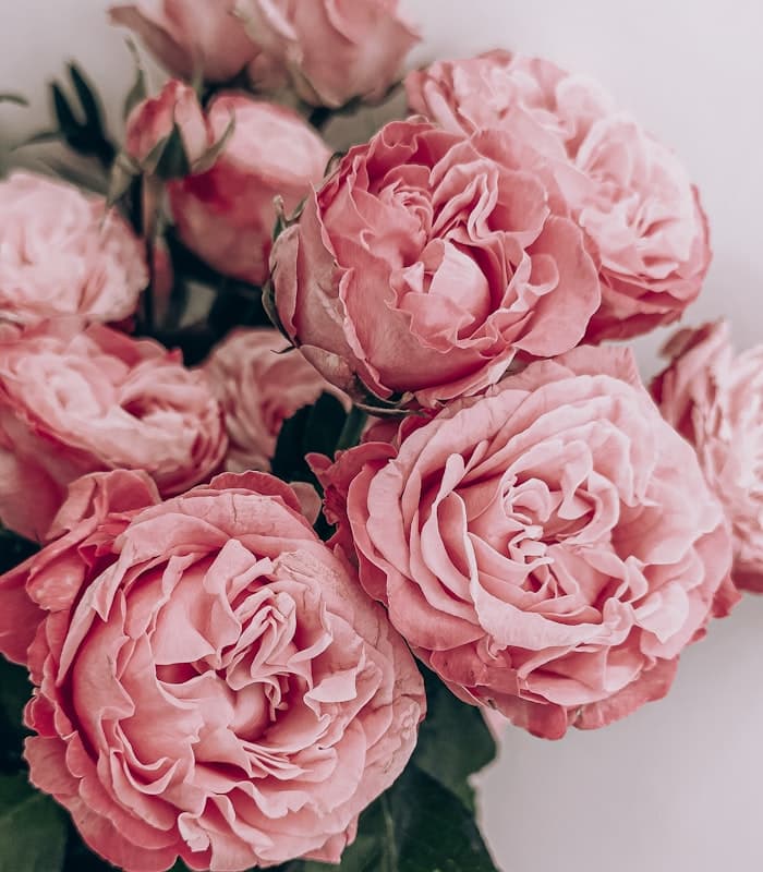 Rosafarbene Rosen in Nahaufnahme