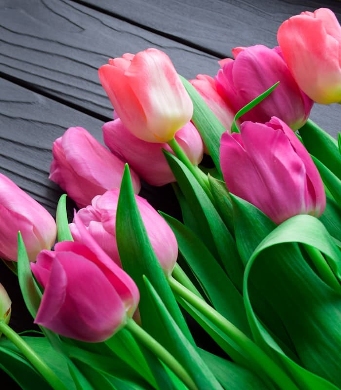 Rosa Tulpen auf grauem Holzuntergrund