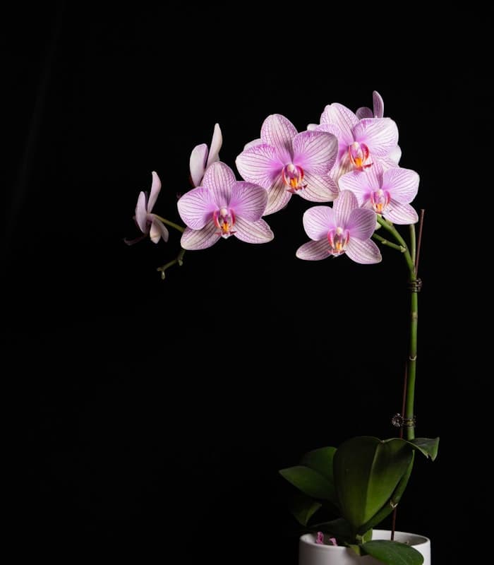 Violette und weiße Orchideen in einer hellen Vase
